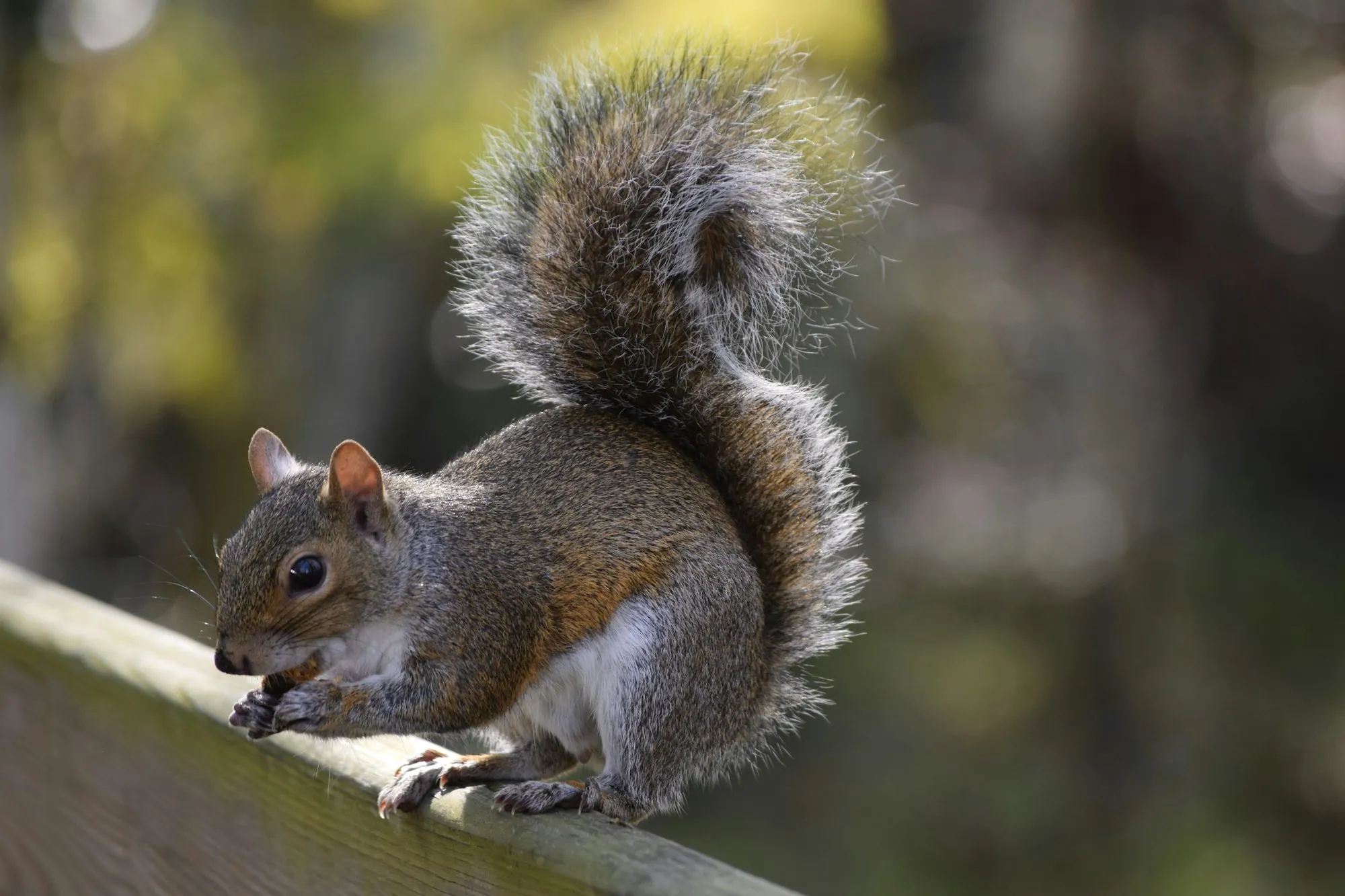 Gray squirrel eating on the edge of a roof